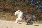 Old English Sheepdog