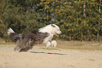 Old English Sheepdog