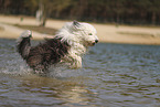 Old English Sheepdog