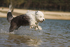 Old English Sheepdog