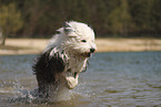 Old English Sheepdog