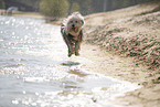 Old English Sheepdog