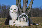 Old English Sheepdog