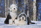 Old English Sheepdog
