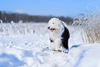 Old English Sheepdog