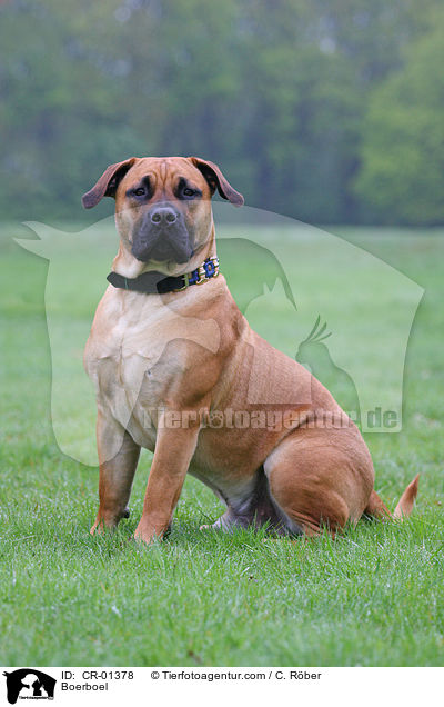 Boerboel / CR-01378