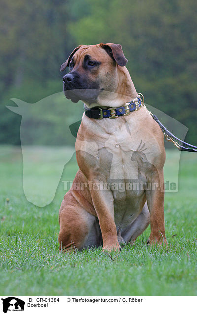 Boerboel / Boerboel / CR-01384