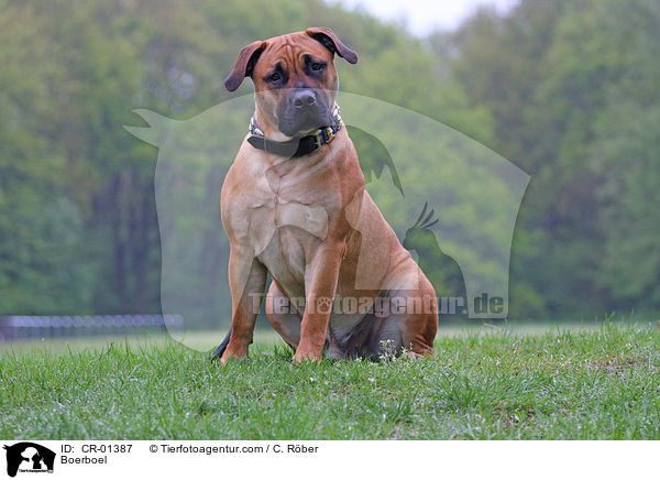 Boerboel / Boerboel / CR-01387