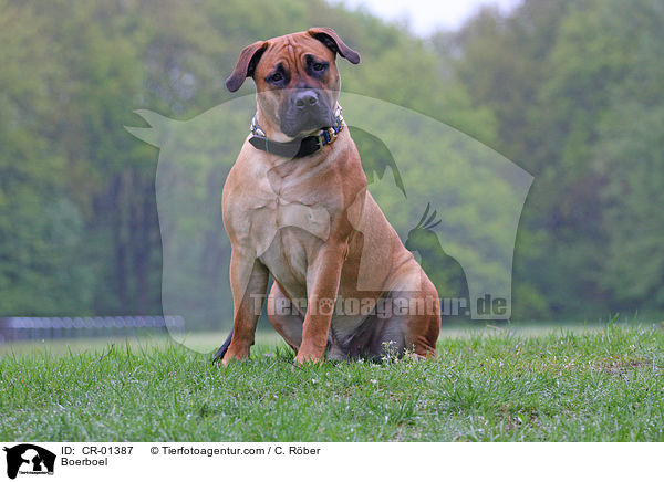 Boerboel / CR-01387