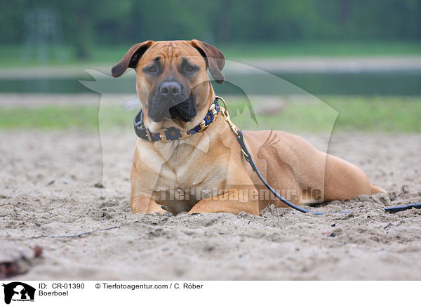 Boerboel / Boerboel / CR-01390