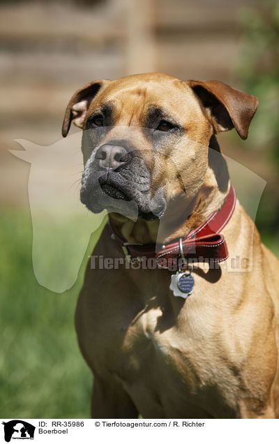 Boerboel / Boerboel / RR-35986