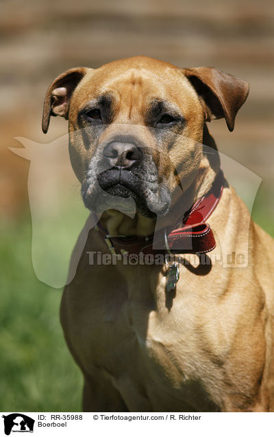 Boerboel / Boerboel / RR-35988