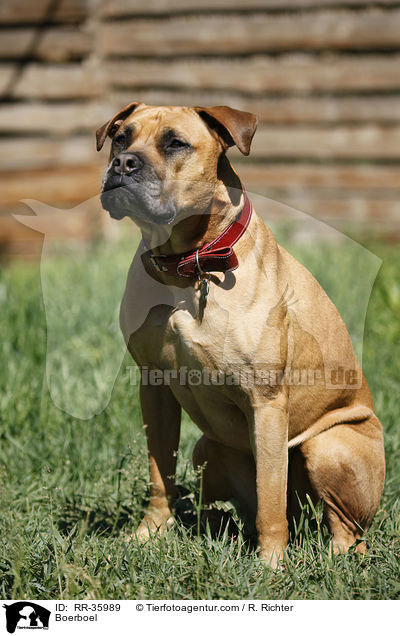 Boerboel / Boerboel / RR-35989