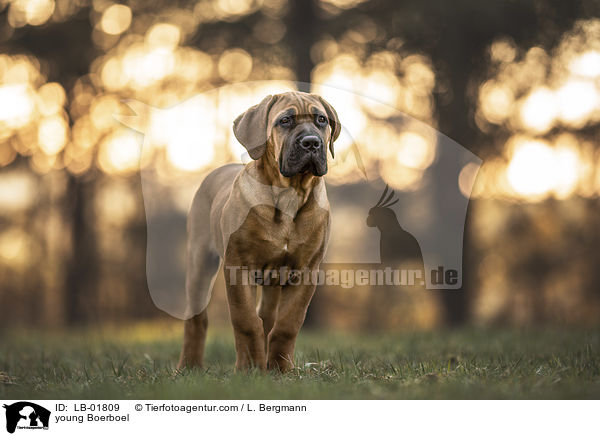 young Boerboel / LB-01809