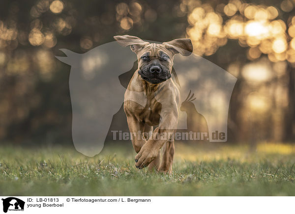 junger Boerboel / young Boerboel / LB-01813