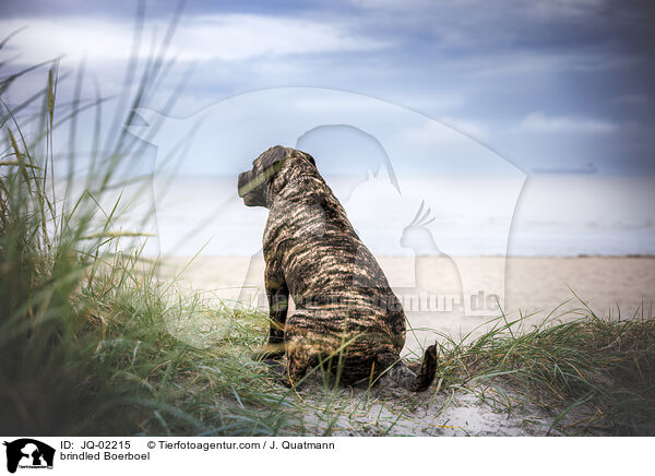 brindled Boerboel / JQ-02215