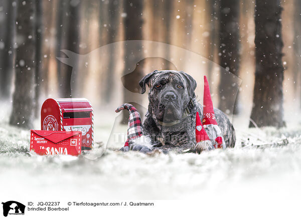gestromter Boerboel / brindled Boerboel / JQ-02237