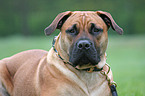 Boerboel Portrait