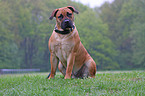 Boerboel