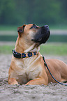 Boerboel