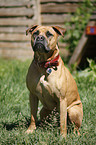 Boerboel