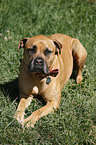 Boerboel