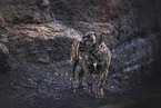 Boerboel