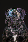 brindled Boerboel