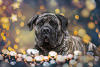 brindled Boerboel