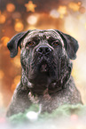 brindled Boerboel