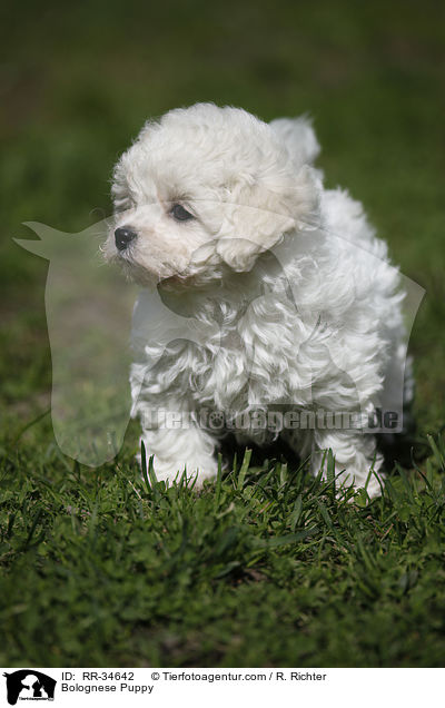 Bolognese Puppy / RR-34642