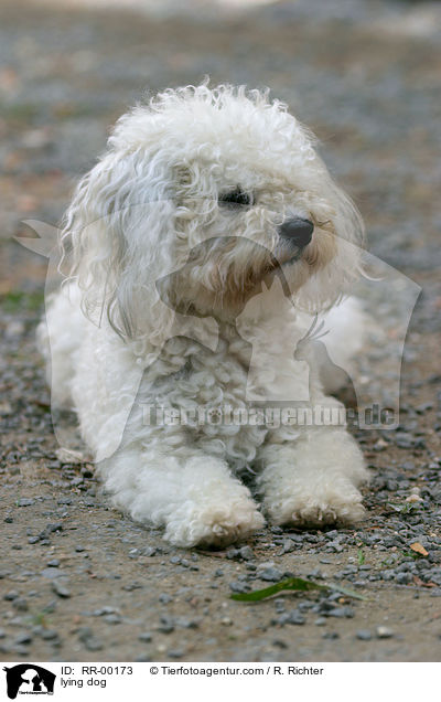 liegender Bolonka Zwetna / lying dog / RR-00173