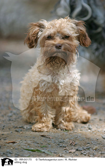 sitzender Bolonka Zwetna / sitting dog / RR-00175