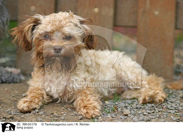 liegender Bolonka Zwetna Welpe / lying puppy / RR-00178