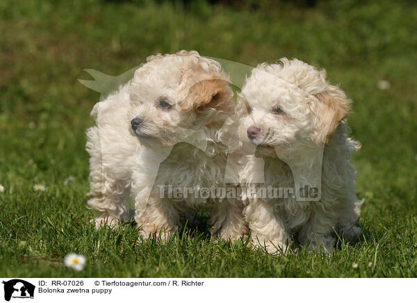 Bolonka zwetna Welpe / Bolonka zwetna puppy / RR-07026