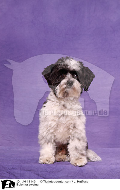 Bolonka zwetna / Bolonka zwetna / JH-11140