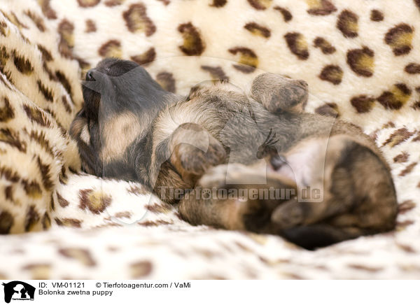 Bolonka zwetna Welpe / Bolonka zwetna puppy / VM-01121