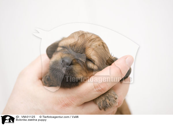 Bolonka zwetna Welpe / Bolonka zwetna puppy / VM-01125