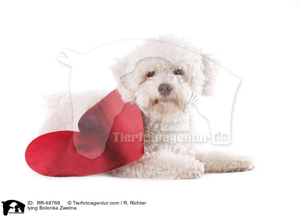 liegender Bolonka Zwetna / lying Bolonka Zwetna / RR-48768