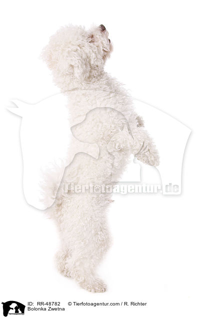 Bolonka Zwetna / Bolonka Zwetna / RR-48782