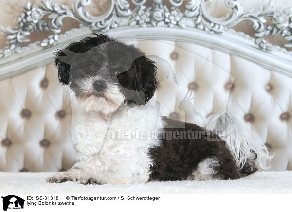 liegender Bolonka zwetna / lying Bolonka zwetna / SS-31318