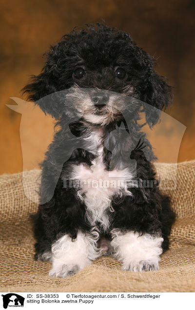 sitzender Bolonka zwetna Welpe / sitting Bolonka zwetna Puppy / SS-38353