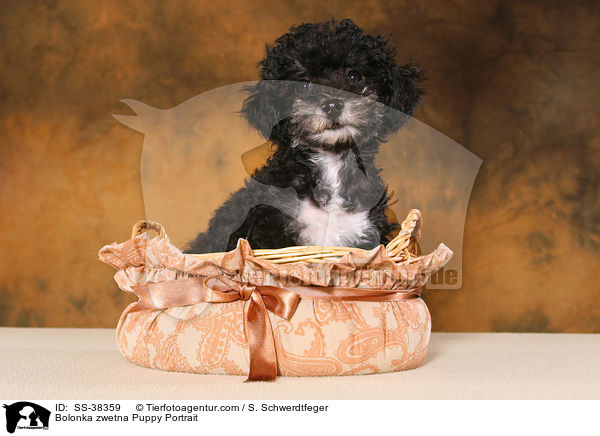 Bolonka zwetna Welpe Portrait / Bolonka zwetna Puppy Portrait / SS-38359
