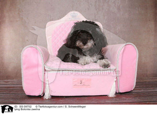 liegender Bolonka zwetna / lying Bolonka zwetna / SS-39702