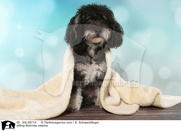 sitzender Bolonka zwetna / sitting Bolonka zwetna / SS-39714