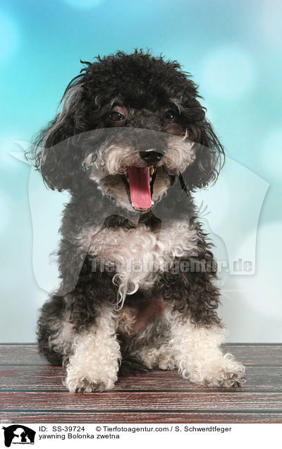 g�hnender Bolonka zwetna / yawning Bolonka zwetna / SS-39724