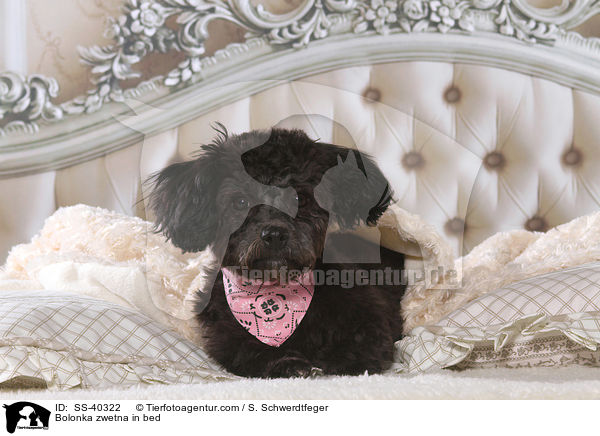 Bolonka zwetna im Bett / Bolonka zwetna in bed / SS-40322
