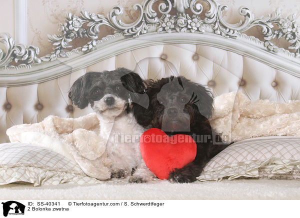 2 Bolonka zwetna / 2 Bolonka zwetna / SS-40341