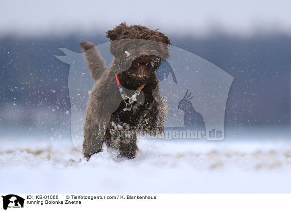 rennender Bolonka Zwetna / running Bolonka Zwetna / KB-01066