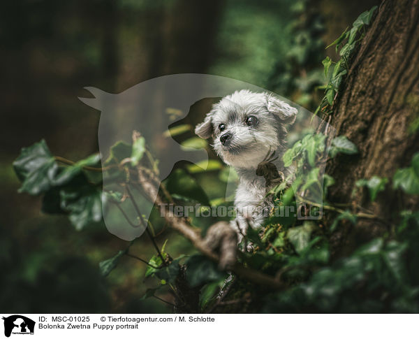 Bolonka Zwetna Puppy portrait / MSC-01025